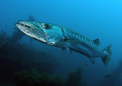 Great Barracuda, Tulamben by Doug Anderson 